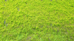 塑料桶裏的青苔怎麽去除